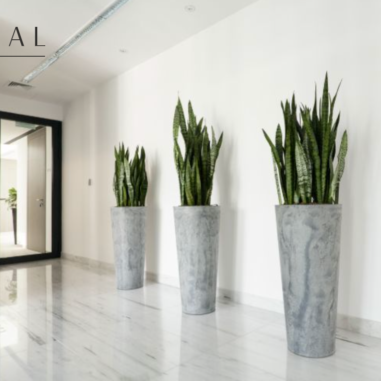 REAL - The Battersea Clinic - Cosmetic (Aesthetic) Medicine